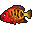 A brightly colored red tropical fish