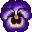 A purple pansy blossom