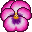 A pink, purple and white pansy blossom
