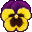 A purple and yellow pansy blossom