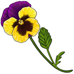 A pansy flower with intense yellow petals, a brown center so dark it is almost black, and backing purple petals.