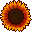 A red and orange sunflower blossom