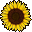 A cheerful yellow sunflower