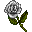 white-rose-icon.png