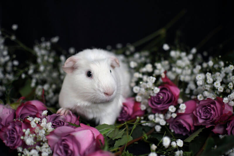 A young white guinea pig with a soft pink nose and pink ears tipped with grey. He is surrounded by pink roses and white baby's breath flowers. He has one paw up on a rose.