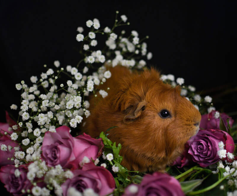A cinnamon colored guinea pig with hair that grows wildlyin all directions, including in a distinctive mohawk starting mid-nose and continuing to mid-back. He is sitting surrounded by roses.