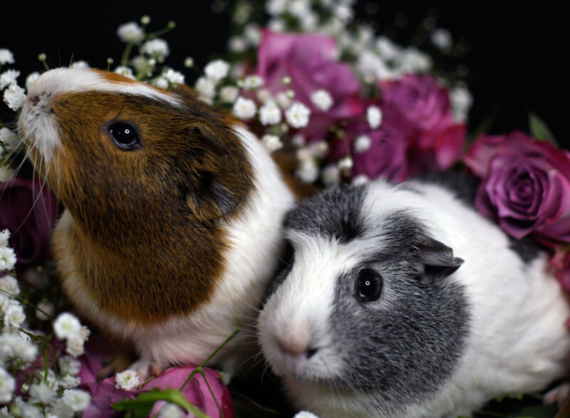two guinea pigs surrounded by pink rose blooms and baby's breath flowers. One is white and brown and is lifting his nose into the air, apparently smelling the flowers heaped around him. The other, larger guinea pig is white and grey and has incredible natural 'guy liner.' He is laying down next to the brown and white pig and regarding the camera with large black eyes. He also has a cute pink nose.