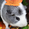 A black and grey guinea pig sitting in a pile of fall leaves. There is one orange leaf on top of his head.