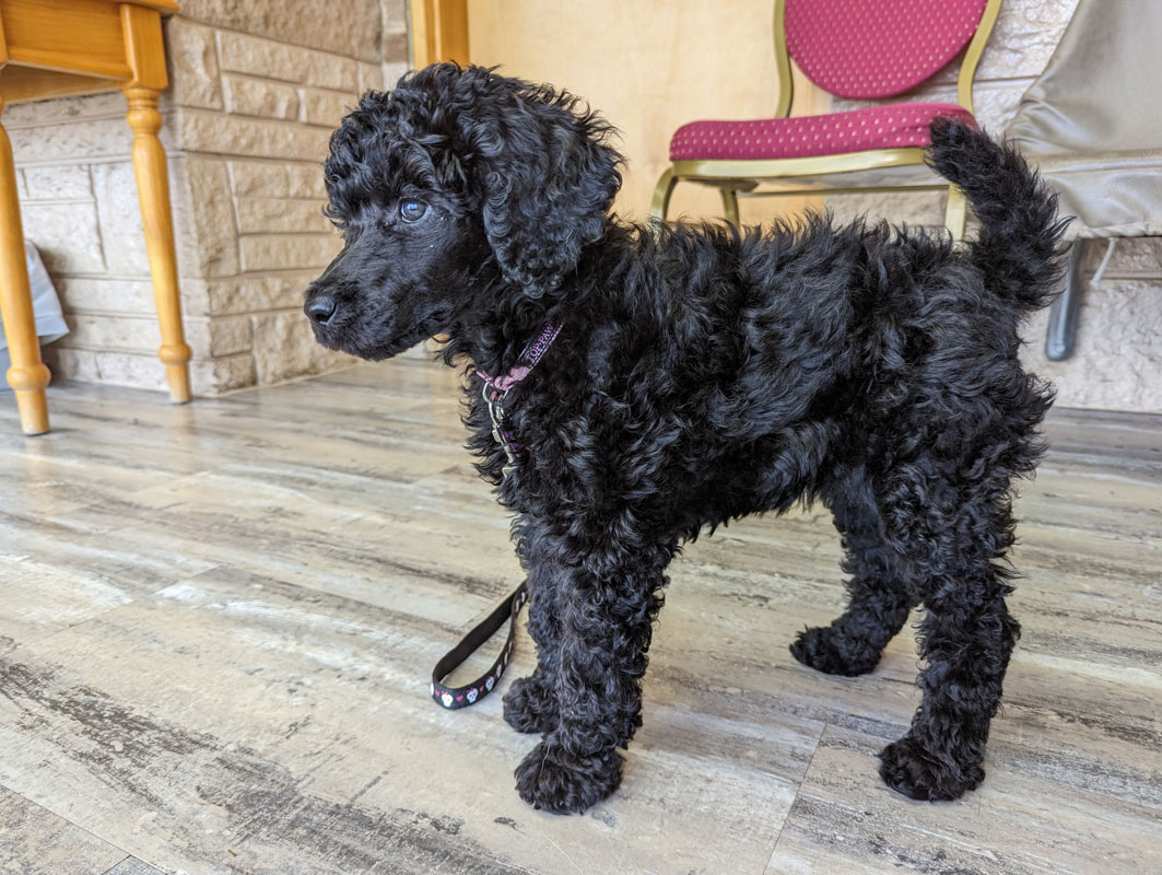 A photo of a 13 week old standard poodle puppy. She is small and thoughtful looking, gazing off into the distance in this photo. Her hair is curly and black, her eyes very dark brown.