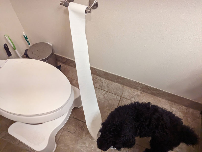 The poodle puppy is in the bathroom, next to a toilet. She has gotten hold of the end of the toiley paper roll and is happily pulling several feet of toilet paper from the roll, rapidly stretching it across the room, apparently for funsies.