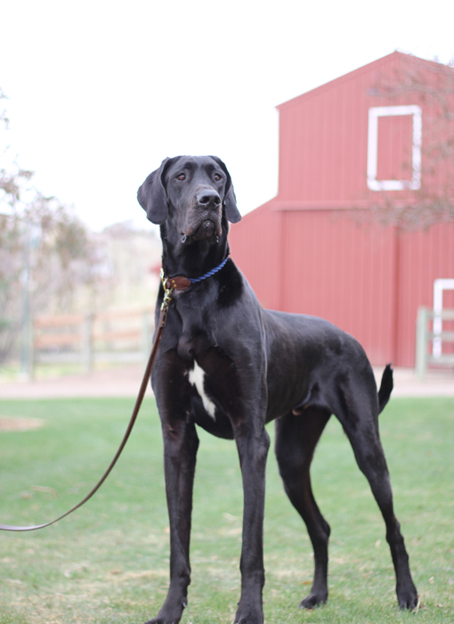 Rover. A 1 year old great dane