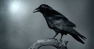 another one of her animal forms a black crow