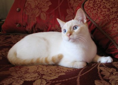 Short-haired flame-point Siamese.. showing reference to markings/colors.