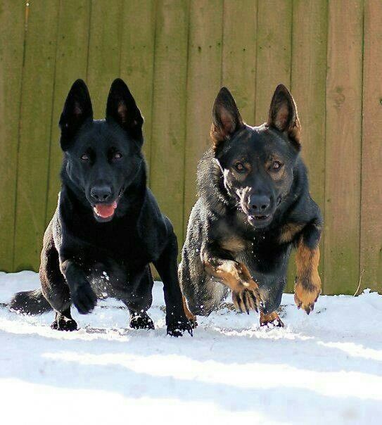 Raina racing her brother(black German Shepherd), good ol' family moments.