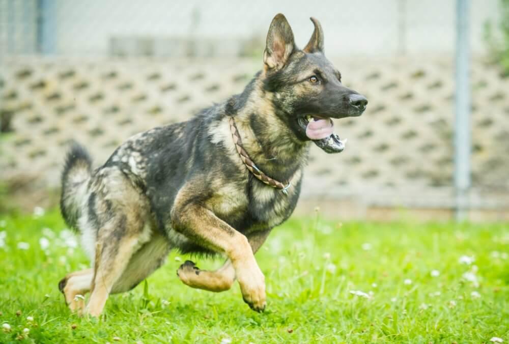 Raina running in the grass.