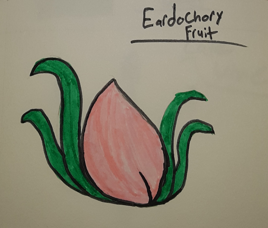 Eardochory fruit is known to grow where weeds can be found around gardens. They tend to like shady areas but still like a tiny bit of sun. The fruit is said to be sweet like candy. The leaves around it are used for spices and some medicines.