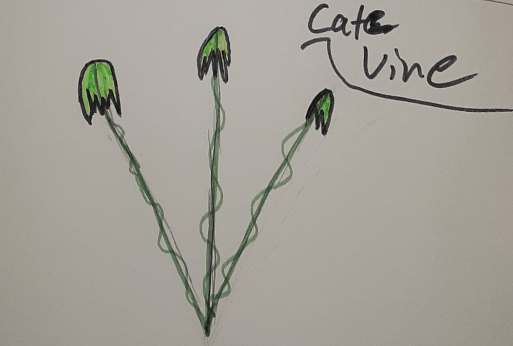 Cat's vine has been known to lead you to something good or bad. Each one has it's own risk. Green leads to wealth (very rare), pink leads to love (also very rare), light blue leads to a person or place, dark blue leads to lost or stolen item/'s