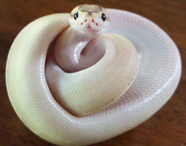 Have a cute snake.
