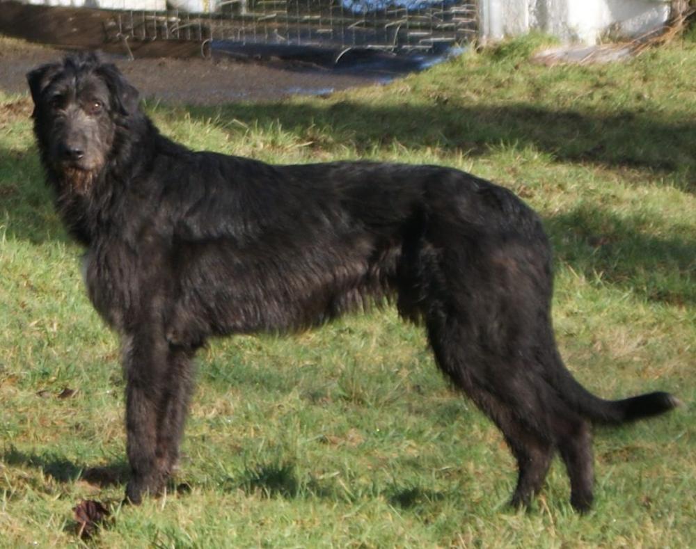 An Irish wolfhound. He's also John's service dog in case of a fall. He's a huge baby.