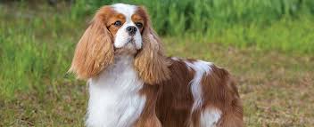 Pronounced Betty. A Caviler king Charles spaniel. She's also a rescue.