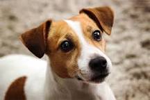 A Jack Russell. He's a rescue.