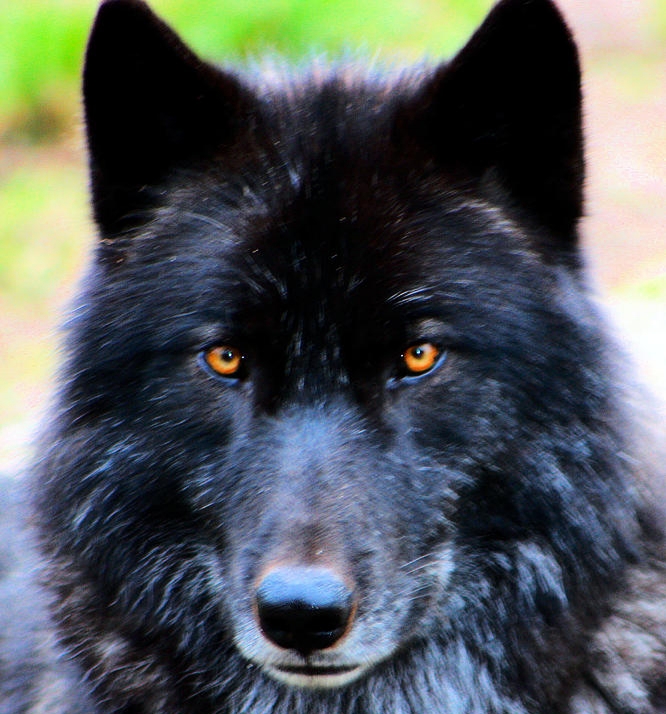 A formidable black wolf the size of a mini van. He's generally easy going though.