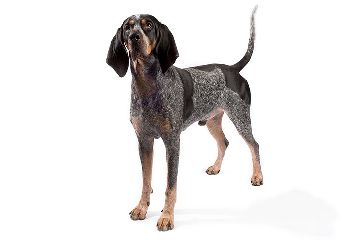 A bluetick coonhound named Hank. He's immortal due to an infusion of werewolf blood that came from Hollis himself. Hollis got him in 1981 shortly after being turned.