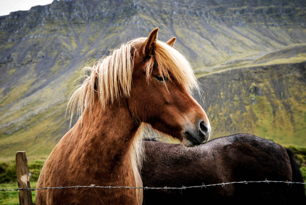 Neptune's Icelandic Pony