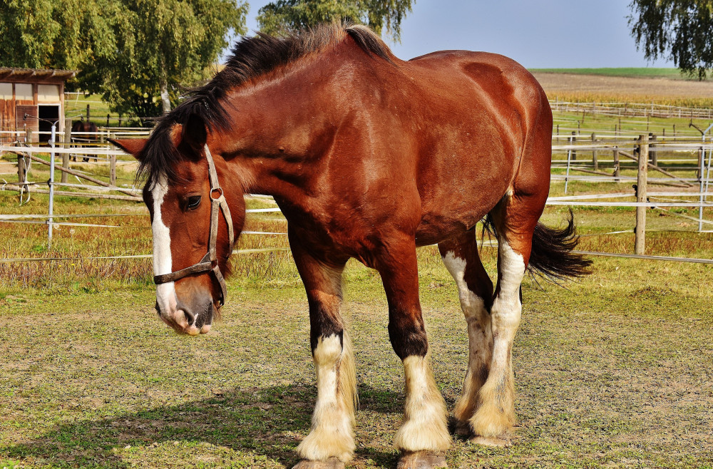 Neptune's Clydesdale