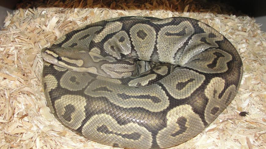 A green ghost morph ball python