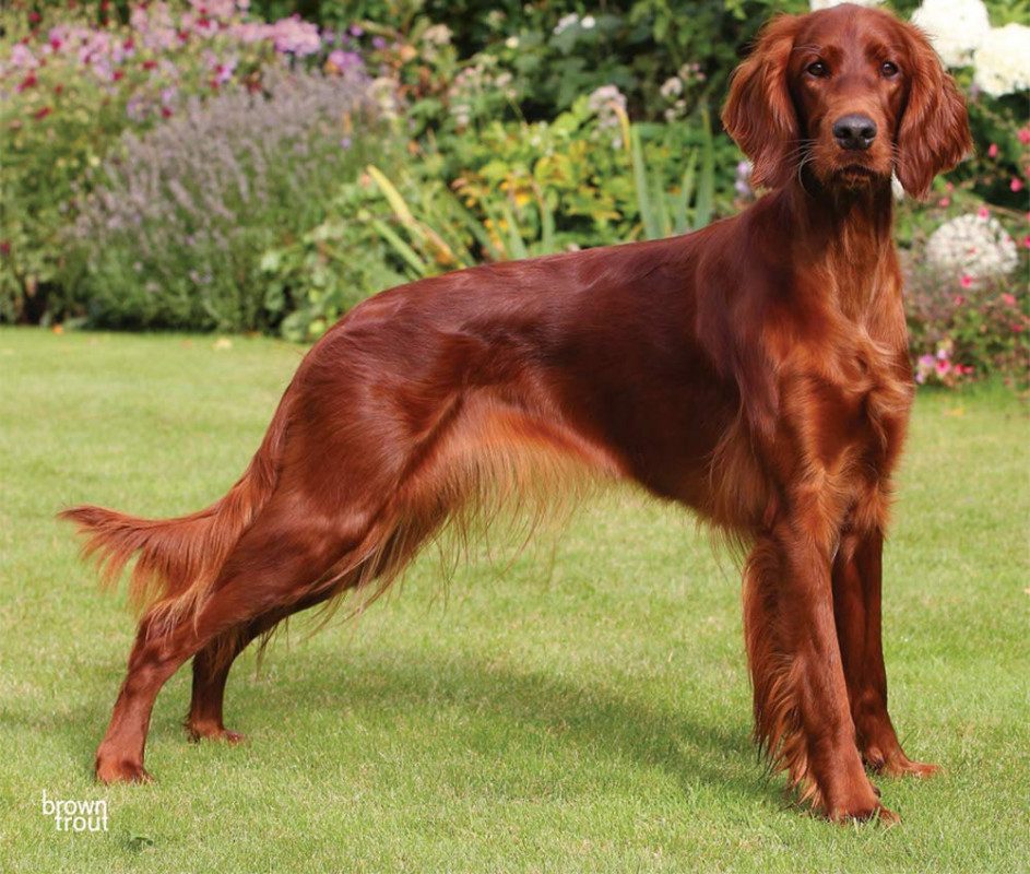 An Irish setter named Greta.