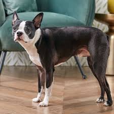 A Boston terrier named Buttons. She's immortal thanks to a spell.