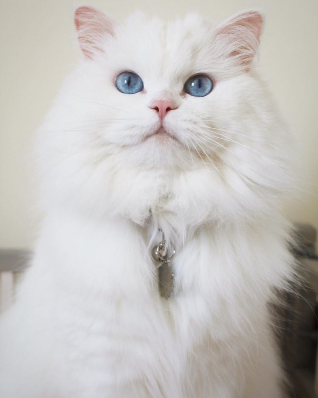 A spoiled persian kitty named Princess. She's immortal thanks to a spell.