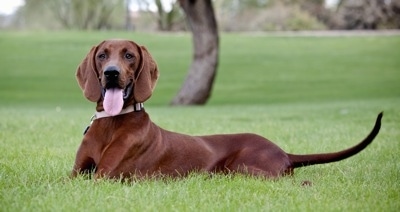 A redbone coonhound named Loretta Lynn.