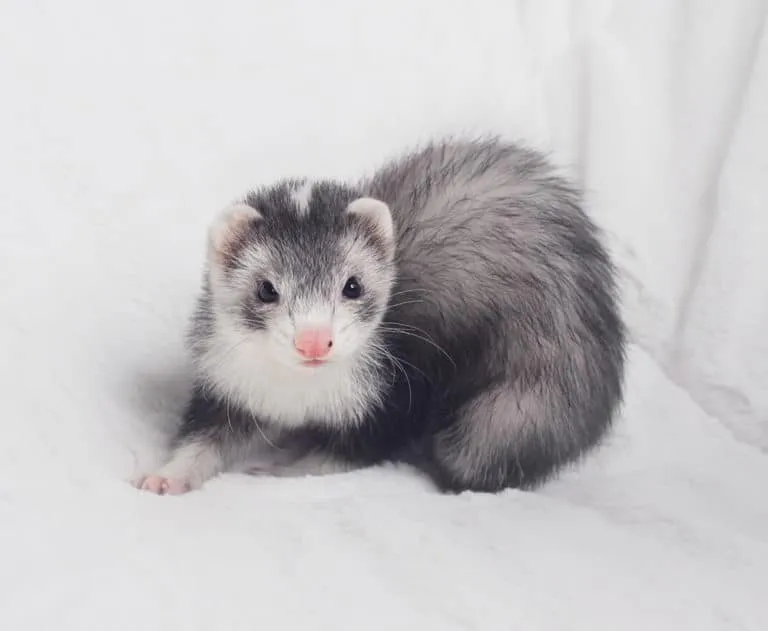 Silver mitted blaze with dark brown eyes and a bright pink nose