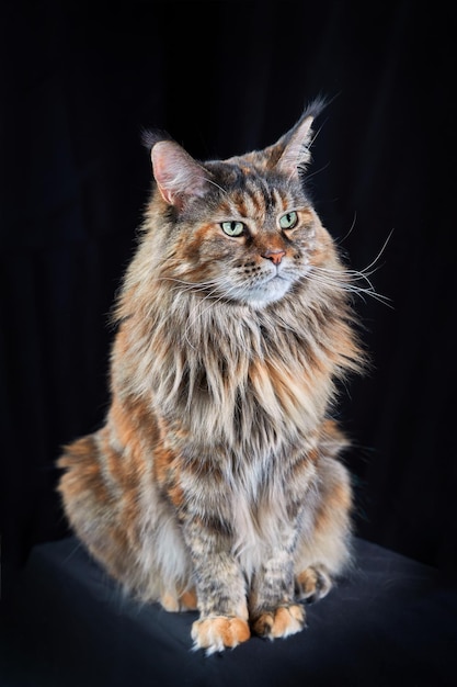 A purebred Maine coon. He and Arwen are best pals. He's imortal thanks to a spell.