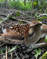 Lizbeth as a fawn