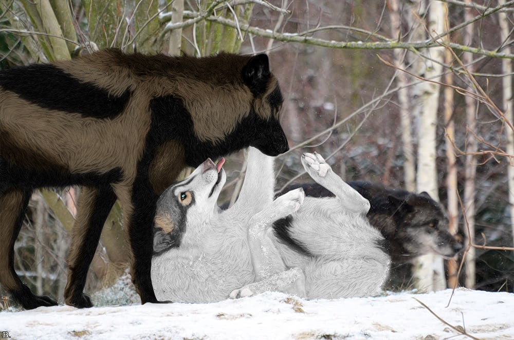 Wolfen Form with his mother