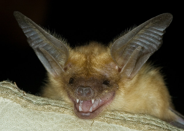 The adorable bat that Nathanel found wounded and nursed back to health. He has become a familiar and dear pet to Nathanel