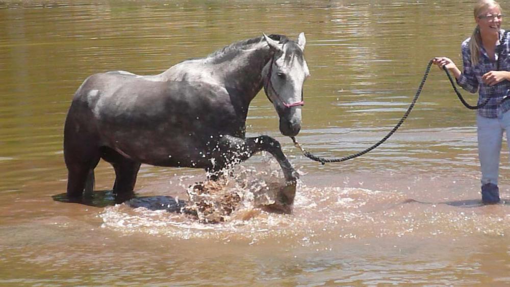 Water horse
