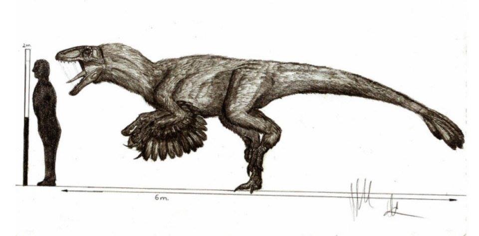 DaVinci( represented by the dromaeosaur Utahraptor ostrommaysorum) compared to a 6 foot human