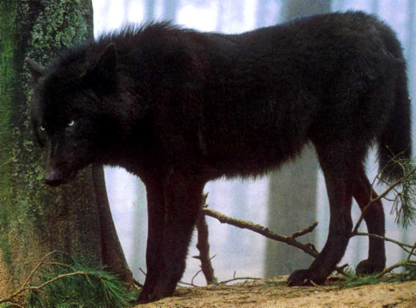 (picture by: http://solstock.deviantart.com/art/Black-Wolf-69131301 )