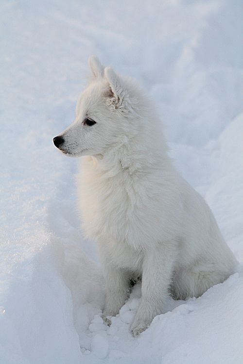 Me as a puppy sitting in the snow