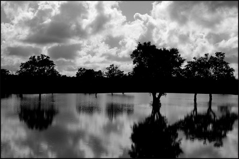 A random picture to capture. Shadows trapped by water and yet given its own life as the wind send ripples through the water, creating a sperate world entirely yet lives in harmony with the one it imitates... But then it begs the question.. Which is the im