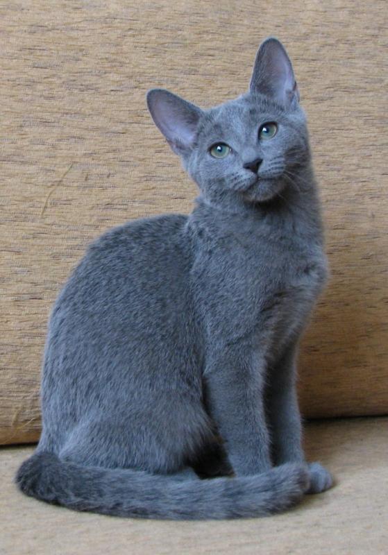 On the occasion he takes a day off to relax, you'll probably find him as a Russian Blue tom, dozing in his mate's lap.