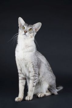 Splashtoe, a silver skinny cat with long pointy ears and large round copper eyes.