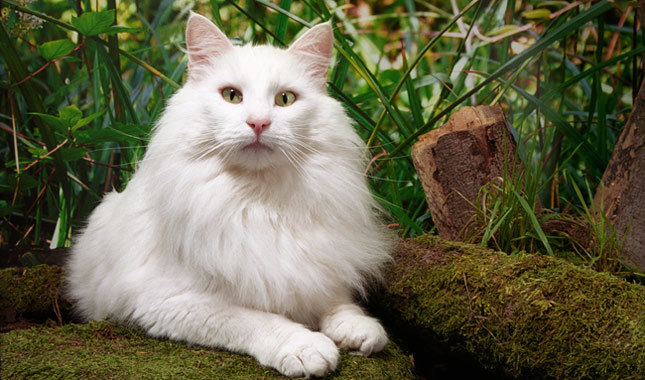 A Norwegian forest cat. He got her at a shelter. Her name comes from the Norse goddess of snow.