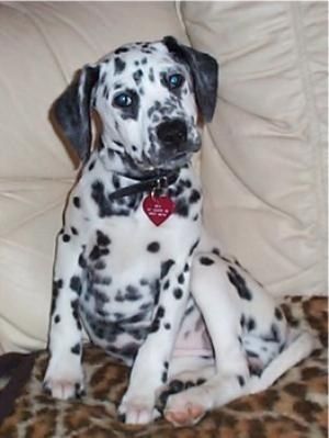 A dalmatian beagle mix. Felix got him to help him through his fear of dogs.