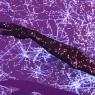 Reference of he live constellation map on her skin would look like
