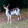 Piebald coat